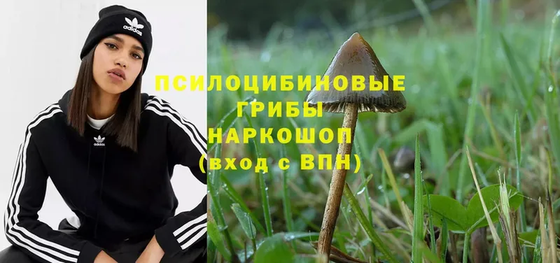 Галлюциногенные грибы Magic Shrooms  ОМГ ОМГ рабочий сайт  Вельск 